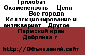 Трилобит Asaphus. Окаменелость. › Цена ­ 300 - Все города Коллекционирование и антиквариат » Другое   . Пермский край,Добрянка г.